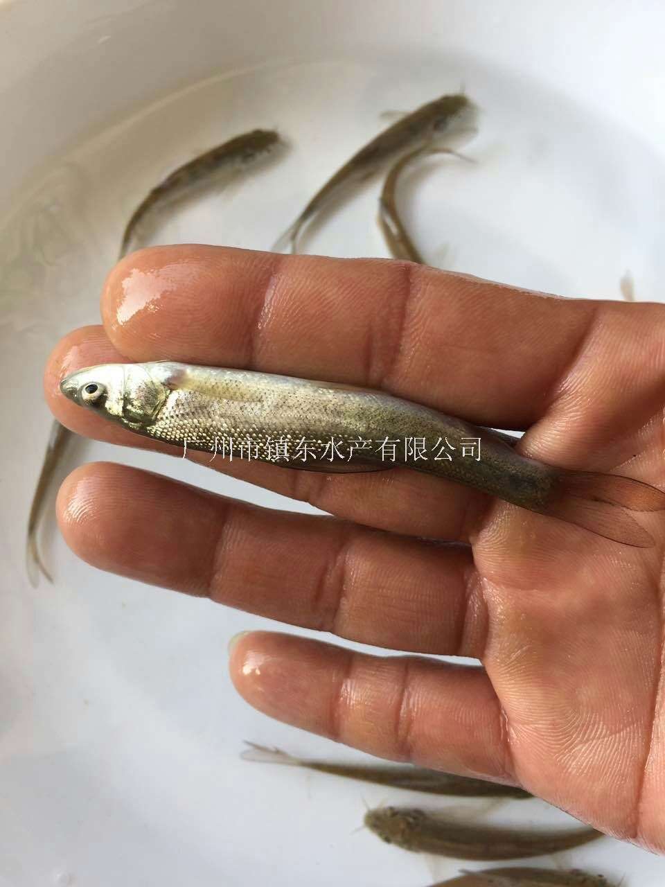 鳞鲃鱼(淡水银鳕鱼)