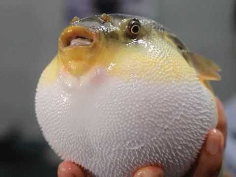 东方暗纹河豚(河豚)